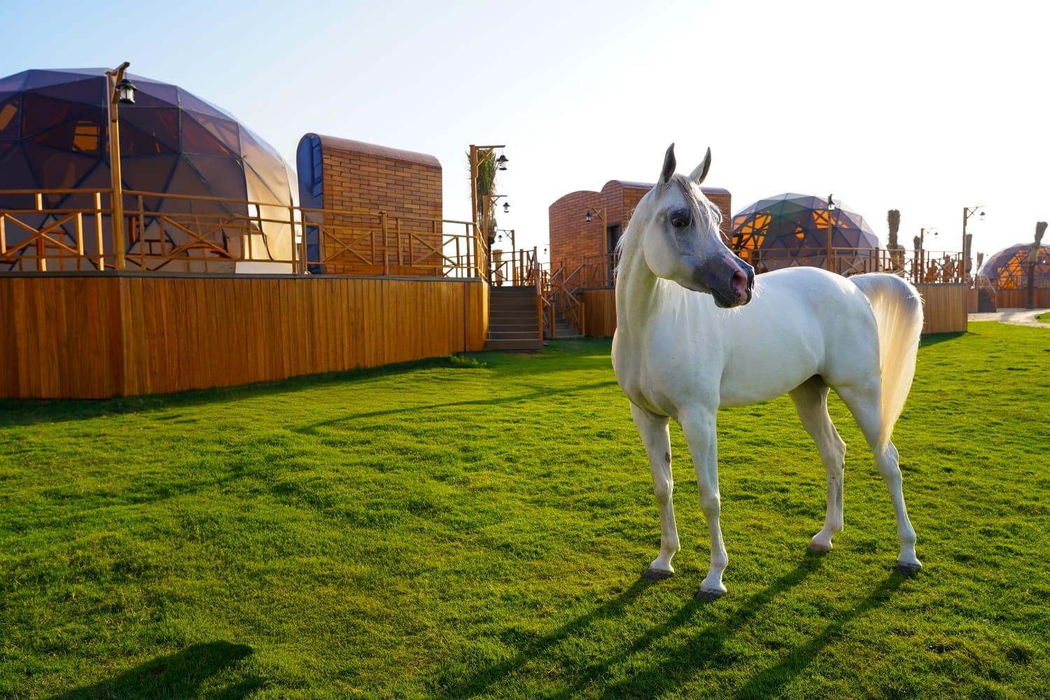 Al Marmoom Oasis Luxury Experiential Desert Resort Dubai Esterno foto